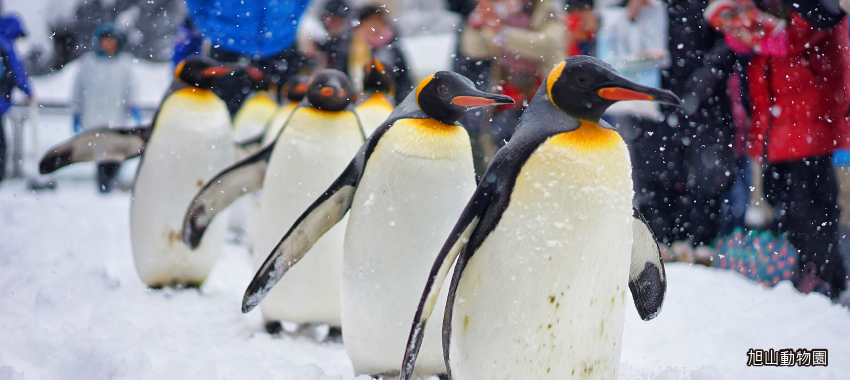人氣NO1旭山動物園